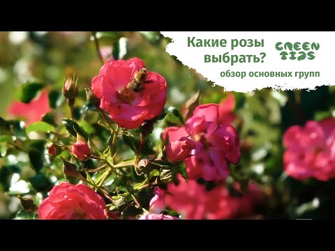 🌹 Какие розы выбрать? Розы в ландшафтном дизайне