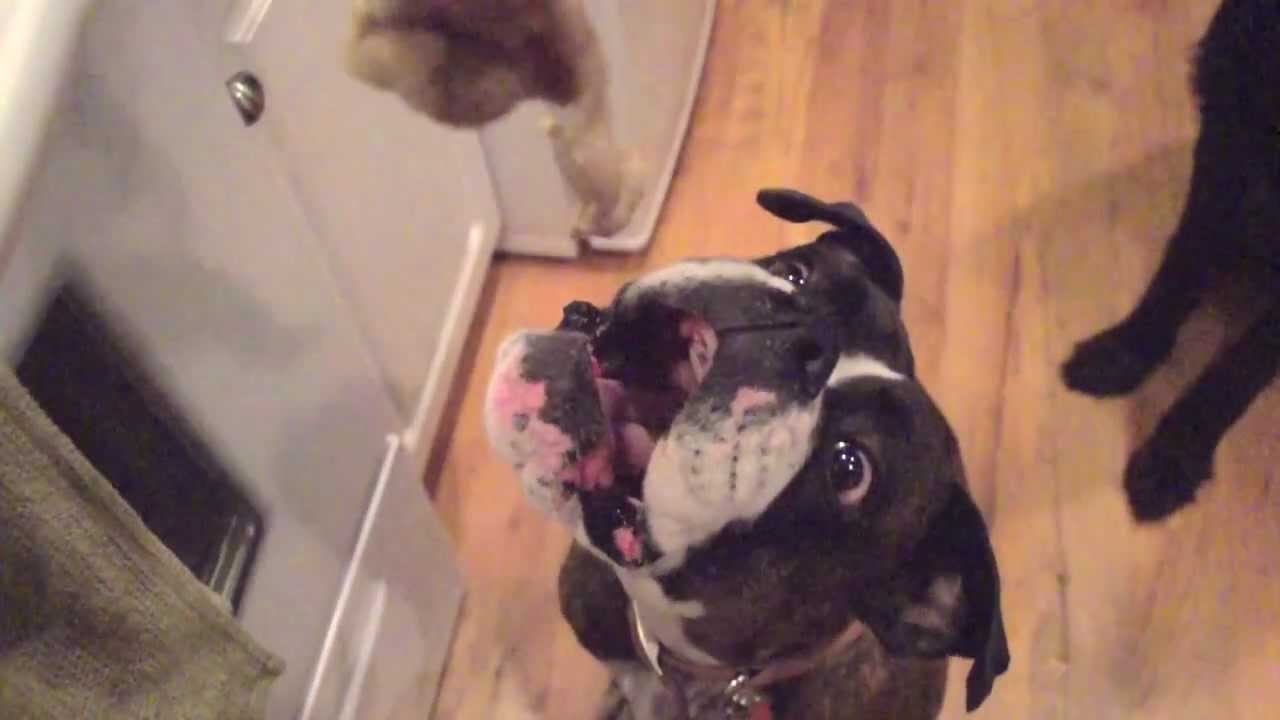 slow motion dog eating chicken skin YouTube