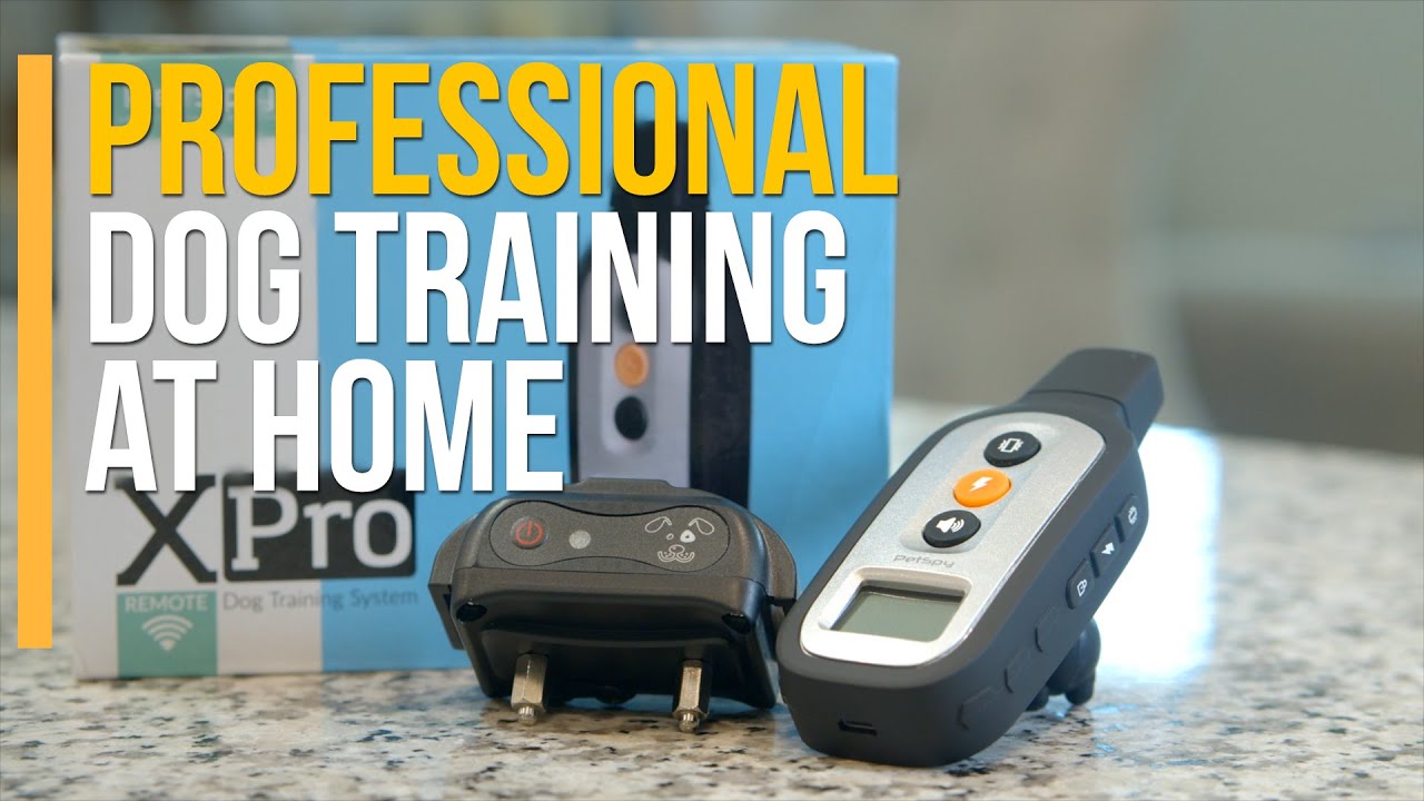 Dog training at home! How to choose a dog training collar? PetSpy XPro