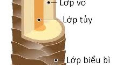 Bài học cơ bản về tóc 1: cấu tạo của sợi tóc gồm máy lớp | hùng đông tinh