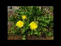 北国の春(Cover) いではく作詞・遠藤実作曲