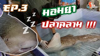 เรื่องข้างหาง ep3 : มอมยา...ปลาฉลาม !!!