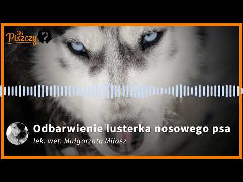 Odbarwienie lusterka nosowego u psa | Lek. wet. Małgorzata Miłosz