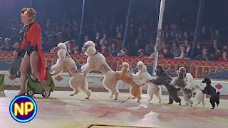 Dog and Pony Circus Show | Berserk (1967) | Now Playing