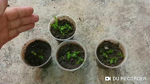 Como é que faz para plantar semente de goiaba?