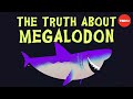 Megalodon: The Apex Predator of the Ancient Seas