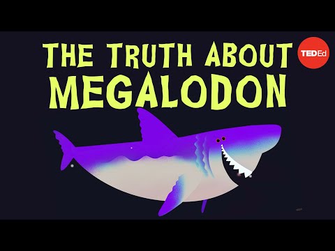 Video: Shark-ubåt. Er det mystiske rovdyret - megalodon - i live?