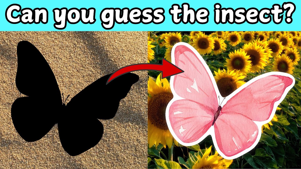 Insects for KIDS | Guessing Game | Kids Vocabulary | Learn with Teacher ...
