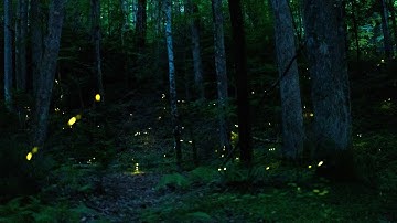 Synchronous Fireflies in the Great Smoky Mountains National Park