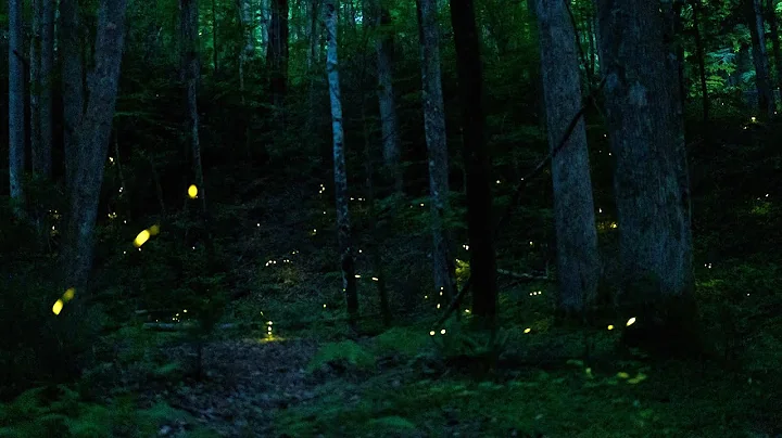 Synchronous Fireflies in the Great Smoky Mountains National Park