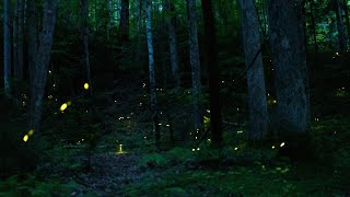 Synchronous Fireflies in the Great Smoky Mountains National Park
