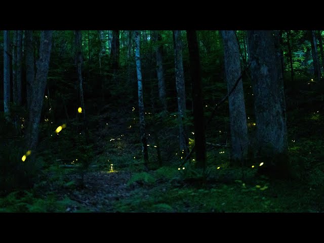 Smoky Mountain Synchronous Firefly Event 2020