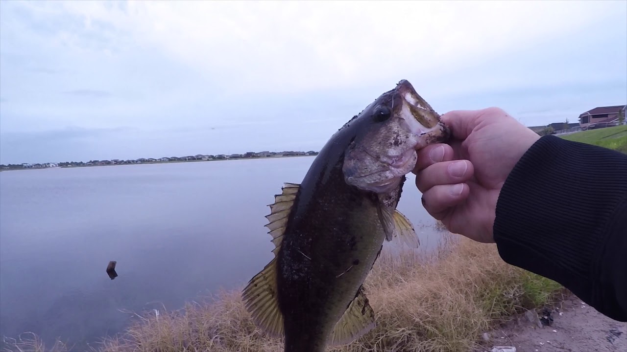 BIG BASS on ZMan Slam Shady YouTube