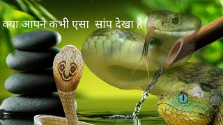 king cobra #king #viral #video #animals #viralvideo #youtubeshorts #anime #kinemaster #kids #jangal