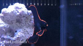 pinnatus batfish care