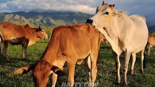 COWS FUNNY VIDEO ● CUTE AND FUNNY COW SOUND EATING GRASS VIDEOS - COW MOING CON BO ???