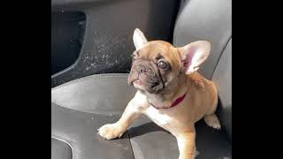 Natural birth vs C section French bulldog
