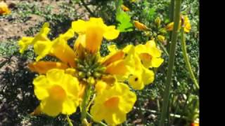 Atacama, donde florece el desierto