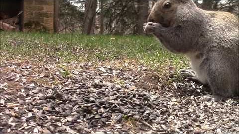 For Your Cat- Audio Visual Catnip May 2016