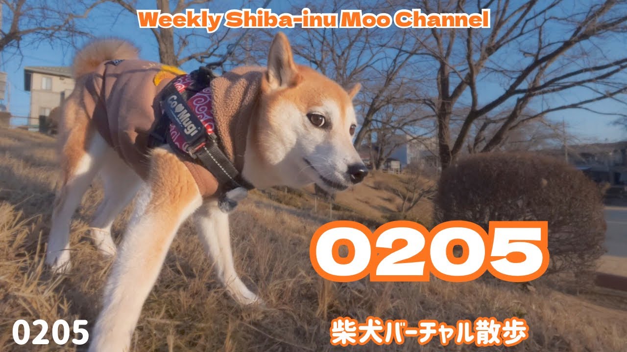 【柴犬】 0 2 0 5 #253