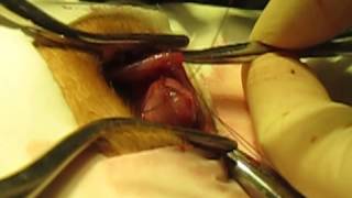 Eye surgery - closure of the third eyelid. Операция на глазу - ушивание третьего века.2123 Eye surgery - closure of the third eyelid. Операция на глазу - ушивание третьего века.2123