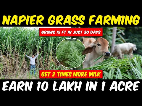 Super Napier Grass Farming | Fodder Grass Cultivation | Super Napier 20 grass Cultivation