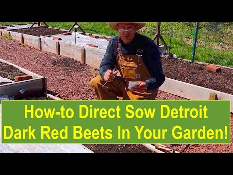 Video: Seedlings Of Beets (18 Photos): Planting In Open Ground. At What Distance Should It Be Planted In Spring? Correct Cultivation Of Seedlings Before Planting