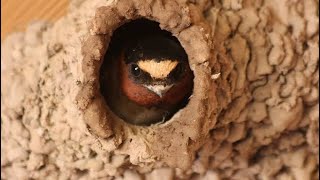 Swallow making mud Nest | Swift Swallow build nest | Swallow nest