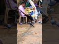 പാവം ഒന്നും അറിയുന്നില്ല...#shorts #public #shortsfeed