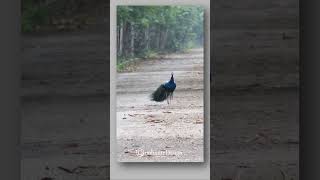 #nature #wildlife #photography #peacock #peafowl #youtubeshorts #nikon #india