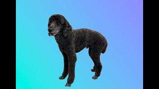 Elderly Miniature Poodle Haircut