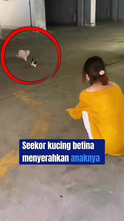 Haru, Ibu kucing menyerahkan anaknya