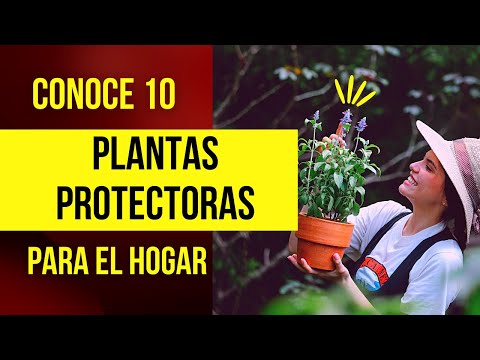 Video: Positive Plant Vibes: plantas que aportan energía positiva a tu entorno