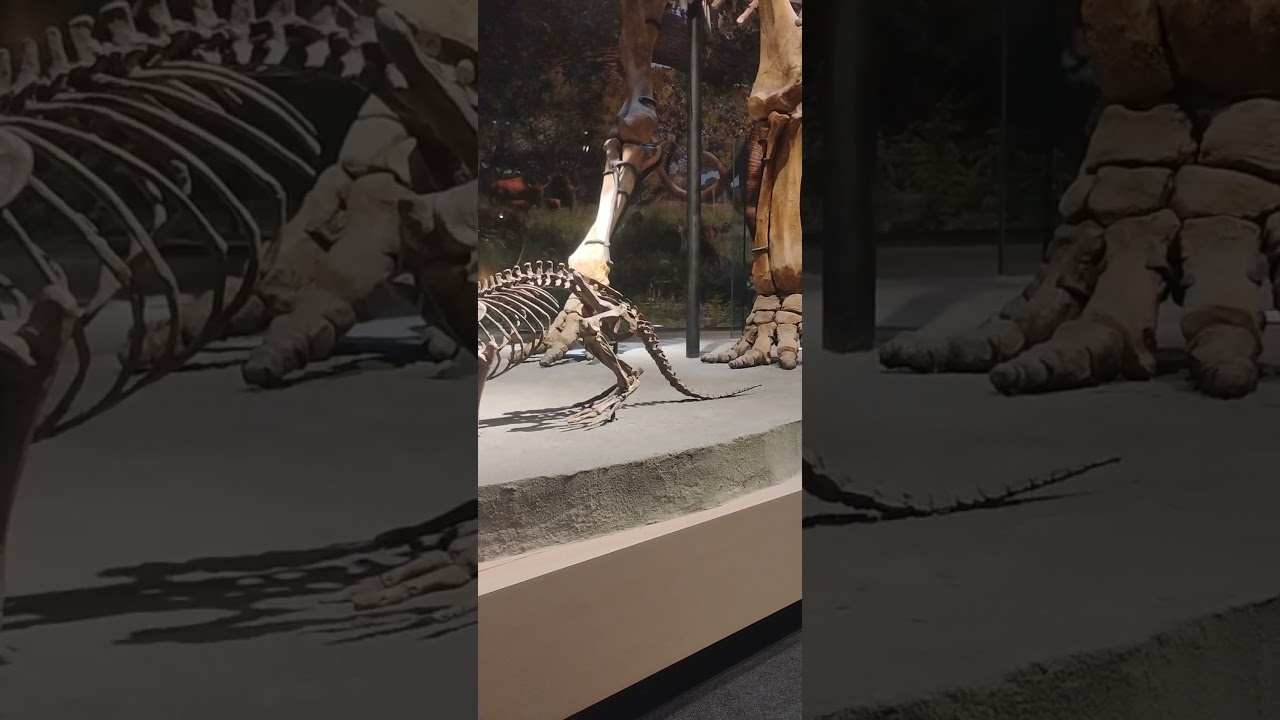 Castoroides, the giant beaver, at the Perot Museum of Nature and Science pt 1