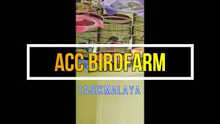 ACC BIRDFARM 05