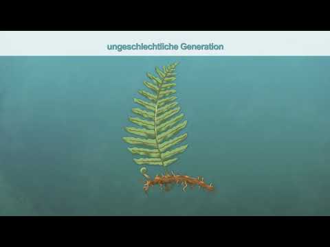 Schulungsvideo Fortpflanzung Moos, Alge, Farn