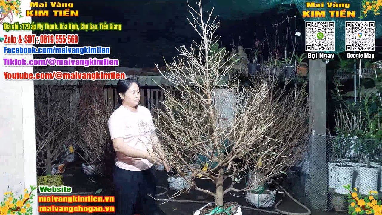 Mai Vàng Nhiều Nụ Đón Tết Bao Ship Toàn Quốc - Mai Vàng Kim Tiền Chợ Gạo
