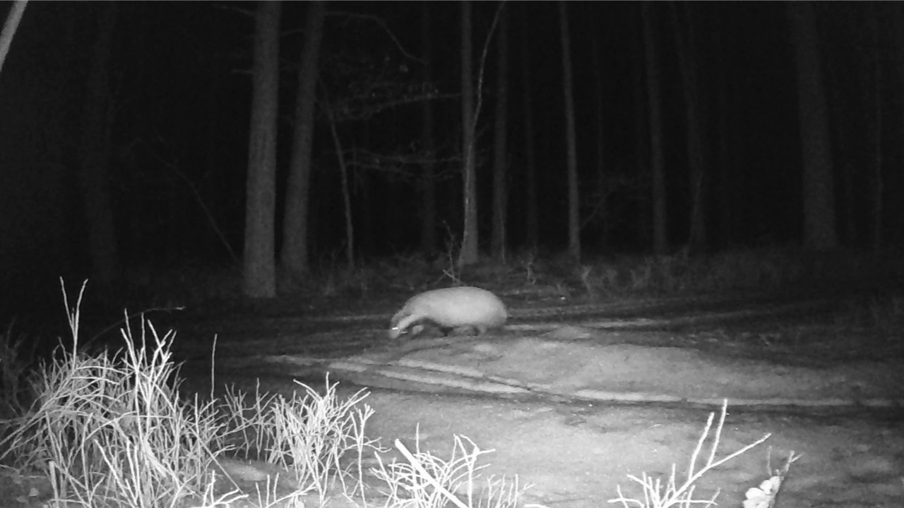 Jurajska fauna okiem fotopułapki - tydzień 5