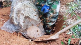 MURDEROUS HORNETS NEST REMOVAL,VESPA MANDARINIA,ASIAN GIANT HORNET,WASP STING,YELLOW JACKETS NEST