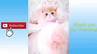 Funny and Cute Cat's Life 👯😺 Cats and Owners are the best friends Videos by funny animalfun 252 views 2 years ago 10 minutes, 19 seconds