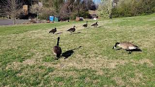 Grazing Geese