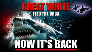 White Shark Fled Orca — Now It's Back | Shark Science