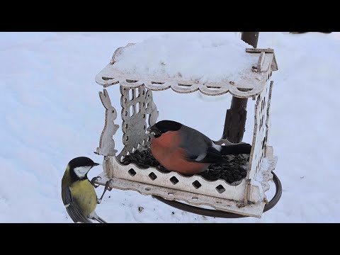 Семушковый барон.