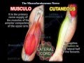Musculocutaneous Nerve - Everything You Need To Know - Dr. Nabil Ebraheim