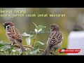 Masteran Burung Gereja Tarung Masteran Paling Dicari Cocok Untuk Burung Kicau Jawara Mp3 - Mp4 Download