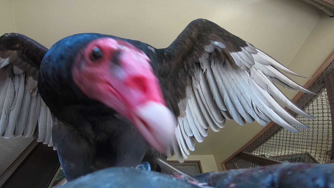 掛川花鳥園 ちょっと近くない ヒメコンドル みやび が ご飯を食べる Turkey Vulture Eat Food Youtube