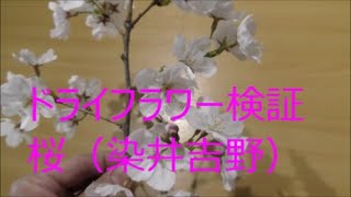 ドライフラワーの作り方　　桜（染井吉野）