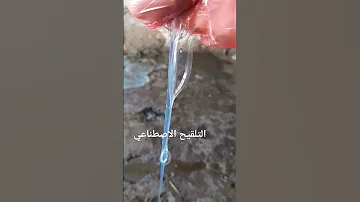 المراقبة الجيدة قبل التلقيح هي أهم عامل لنجاح عملية التلقيح الاصطناعي 