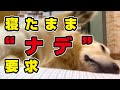 【怠慢】ナデナデを要求するゴールデンが究極にだらしなくて笑うしかないww