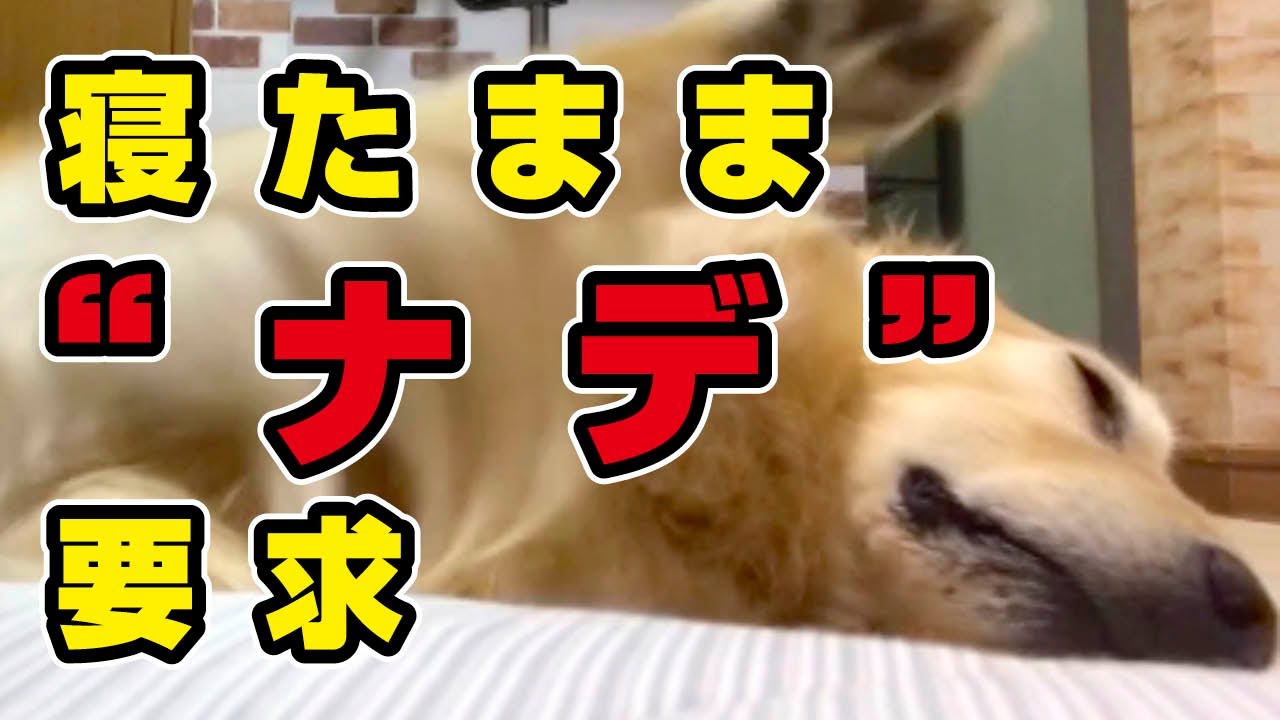 怠慢 ナデナデを要求するゴールデンが究極にだらしなくて笑うしかないww Youtube